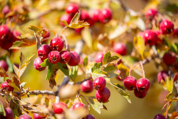 Red fruits of hawthorn on a tree, close-up. Crataegus berries, commonly called forest hawthorn.