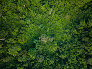 Fototapeta na wymiar Aerial view mountain tropical rainforest with green various tree