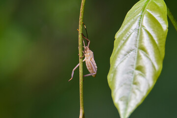 praying mantis on green leaf