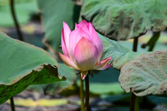 pink lotus in the garden