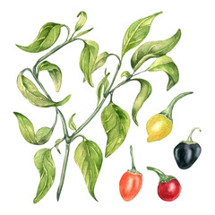 Hot pepper bush watercolor illustration isolated on white background.