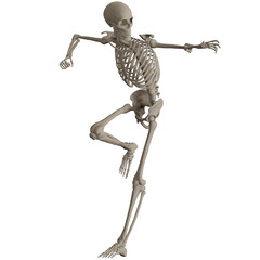 skeleton posing 3d render illustration
