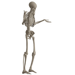 skeleton posing 3d render illustration
