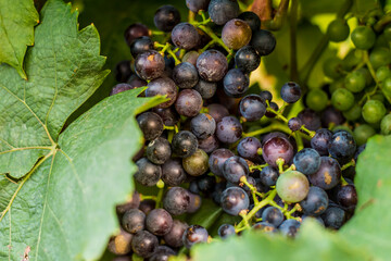 grape plantation before harvest