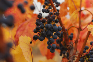 Vineyards autumn ripening. Ripe grapes, the concept of harvesting, winemaking. Colorful autumn...