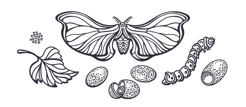 Silkworm Butterfly, caterpillar Graphic cocoon set