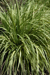 Graminée, Molinia caerulea, Variété Variegata