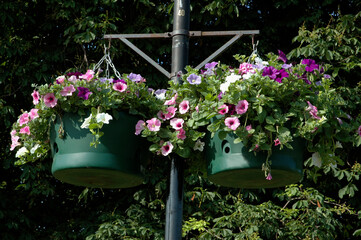Pot de fleurs suspendu , Pétunia