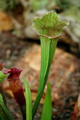Plante carnivore, Sarracenia flava