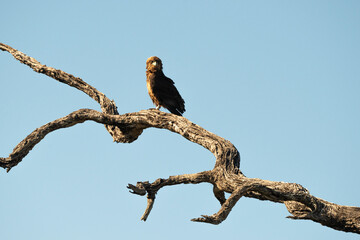 Aigle pomarin,. Clanga pomarina, Lesser Spotted Eagle