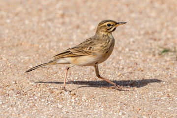 Alouette sabota,.Calendulauda sabota, Sabota Lark