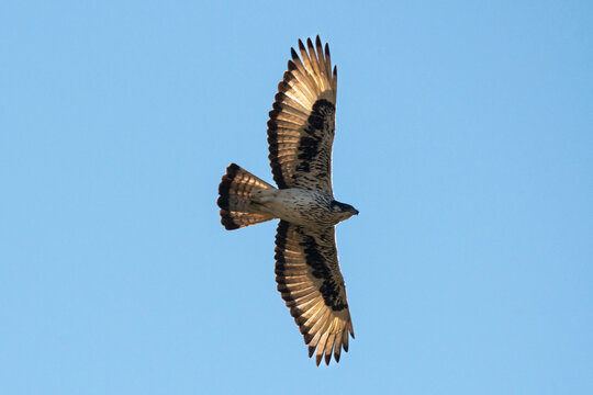 Aigle de Bonelli,.Aquila fasciata, Bonelli's Eagle