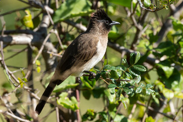 Bulbul tricolore,. Pycnonotus tricolor, Dark capped Bulbul