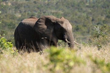 Éléphant d'Afrique, Loxodonta africana, Parc national Kruger, Afrique du Sud