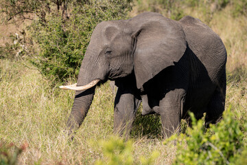 Fototapeta premium Éléphant d'Afrique, Loxodonta africana, Parc national Kruger, Afrique du Sud