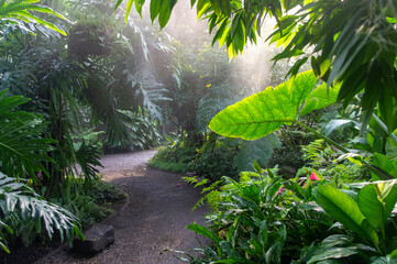 Dżungla, las deszczowy