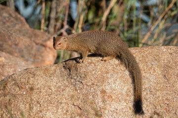 Mangouste jaune, Mangouste fauve, Cynictis penicillata