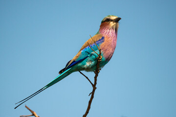 Rollier à longs brins,. Coracias caudatus, Lilac breasted Roller