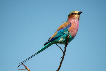 Rollier à longs brins,. Coracias caudatus, Lilac breasted Roller