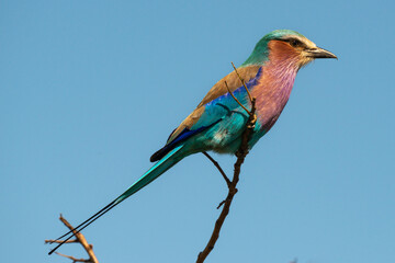 Rollier &agrave; longs brins,. Coracias caudatus, Lilac breasted Roller