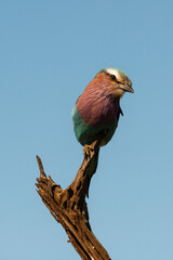 Rollier à longs brins,. Coracias caudatus, Lilac breasted Roller
