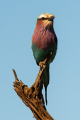 Rollier à longs brins,. Coracias caudatus, Lilac breasted Roller