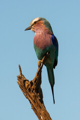 Rollier à longs brins,. Coracias caudatus, Lilac breasted Roller