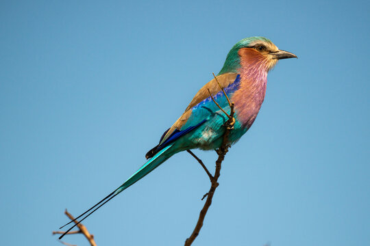 Rollier &agrave; longs brins,. Coracias caudatus, Lilac breasted Roller