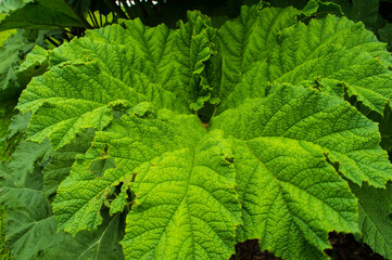 Riesenrhabarberblatt