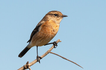 Tarier pâtre, Traquet pâtre, Saxicola rubicola,  European Stonechat, femelle