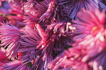 Chrysanthemums pink close-up. Authentic flowers blurred background. Beautiful bright chrysanthemums bloom in the autumn garden. Atmospheric floral arrangement. Growing flowers in an ornamental garden