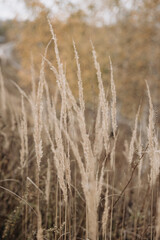 Pampas grass in autumn. Natural background. Dry beige reed. Pastel neutral colors and earth tones. Banner. Selective focus.