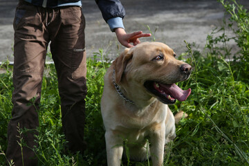 A Labrador dog on a walk. The boy makes horns with his fingers