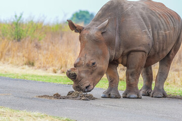 Obraz premium White Rhinoceros in Rietvlei Nature reserve during safari in South Africa
