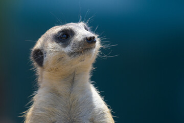 Meerkat suricate portrait in a zoo in South Africa