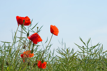 Mohn als Foto