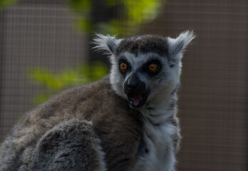 Ring tailed Lemur catta in a zoo