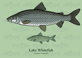 Fototapeta premium Lake Whitefish. Vector illustration with refined details and optimized stroke that allows the image to be used in small sizes (in packaging design, decoration, educational graphics, etc.)