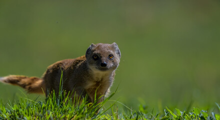 Yellow mongoose closeup portrait in kgalagadi