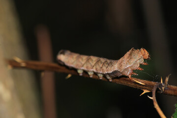 meadow caterpillar insect macro photo