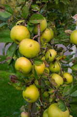 Jesienne jabłka