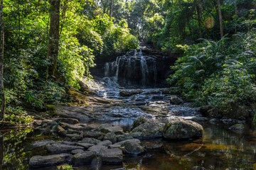 Fototapeta na wymiar Tropical lush green rain forest of Kerala India