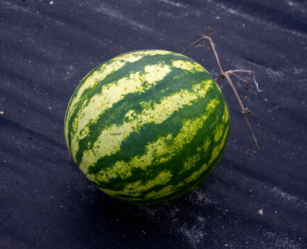 Arbuz Bilder – Durchsuchen 2,218 Archivfotos, Vektorgrafiken und Videos ...