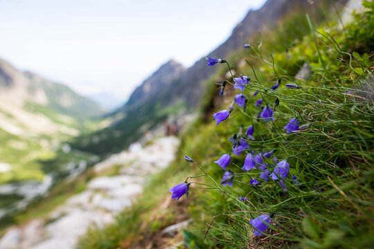 Close-up shot of blue harebell (Campanula rotundifolia) 
The Great Cold Valley, High Tatras Slovakia