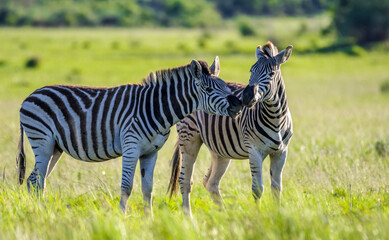 Fototapeta na wymiar African zebra grazing in savannah
