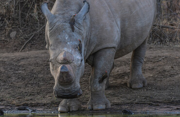 Obraz premium White Rhino drinking water from kwa maritane hide in Pilanesberg national park