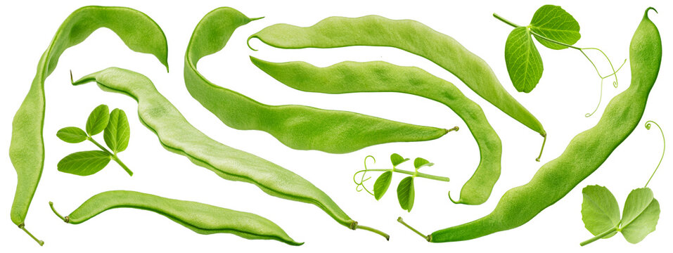 Green Bean Pods With Leaves Isolated On White Background