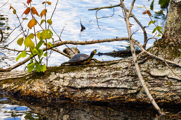 Pond Slider turtle basking in the sunlight in a park in Pine Mountain Georgia.