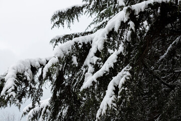 branch of green cypress under snow, The concept of climate change