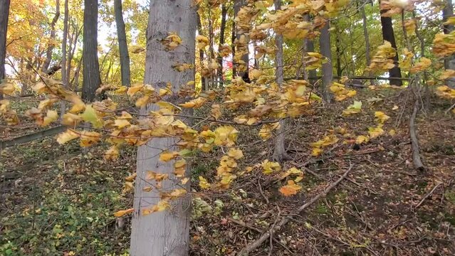 Fall leaves blowing in a strong breeze